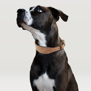 Wide Leather Dog Collar