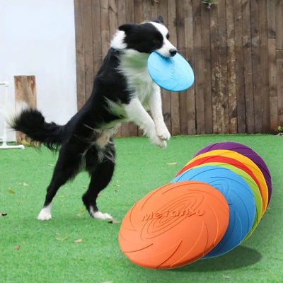 Frisbee kutya