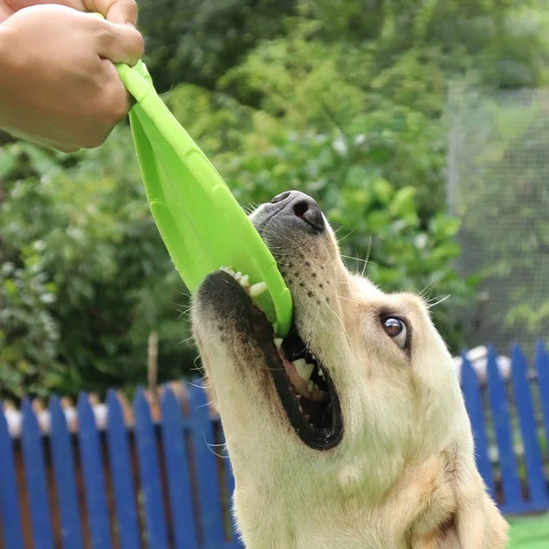 Dog Frisbee